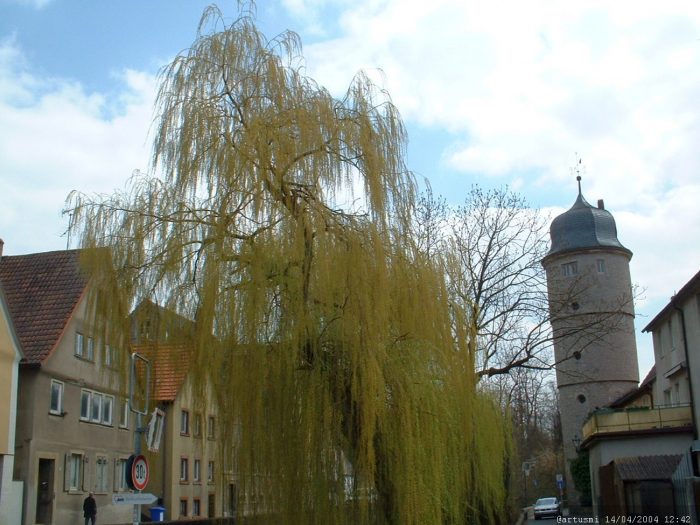 Weißer Turm in Marktbreit im April 2004
