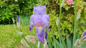 Erste offene Blüte der Schwertlilie (Iris germanica) am 5. Mai 2024