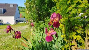 Schwertlilien (Iris germanica) am 9. Mai 2024 (Christi Himmelfahrt, Vatertag)