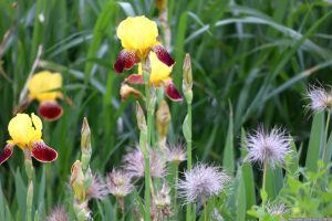 Gelbe Schwertlilien (Iris germanica) und alte Blüten der Kuhschelle (Pulsatilla vulgaris) am 16. Mai 2024
