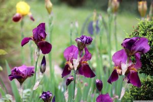 Violette Blüten der Schwertlilie (Iris germanica) am 16. Mai 2024
