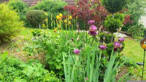 Schwertlilien (Iris germanica) am 19. Mai 2024 (Pfingstsonntag) in unserem Garten.